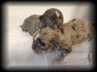 Chihuahua Welpen in Lang- und Kurzhaar